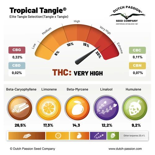 Tropical Tangie®