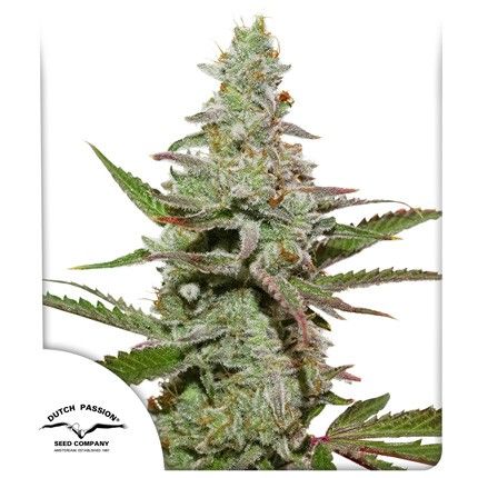 Amsterdam Amnesia®