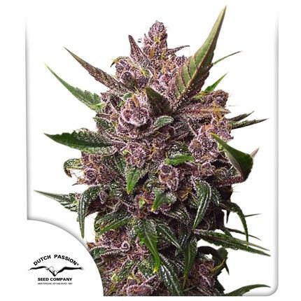 CBD Auto Blackberry Kush®
