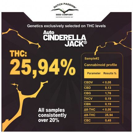Auto Cinderella Jack® image 5