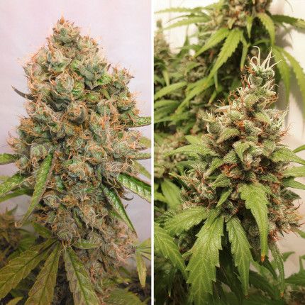 Auto Critical Orange Punch® image 3