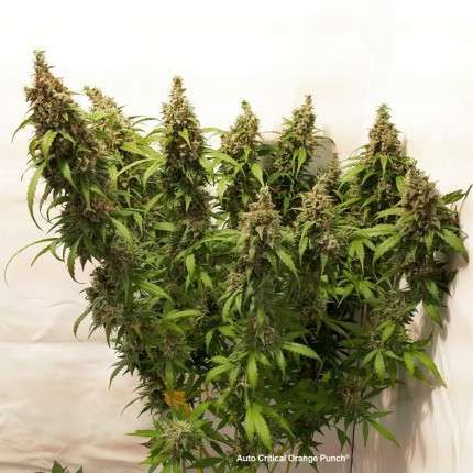 Auto Critical Orange Punch® image 5