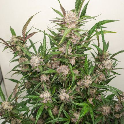 Auto Mimosa Punch® image 3