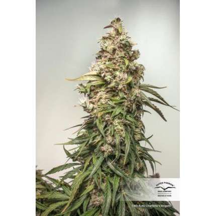 CBD Auto Charlotte's Angel® image 2