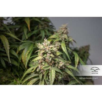 CBD Auto Charlotte's Angel® image 4