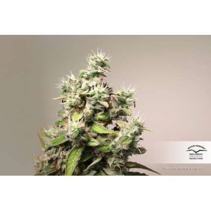 CBD Auto Charlotte's Angel® image 5