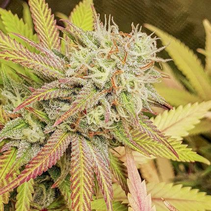 Critical Orange Punch® image 3
