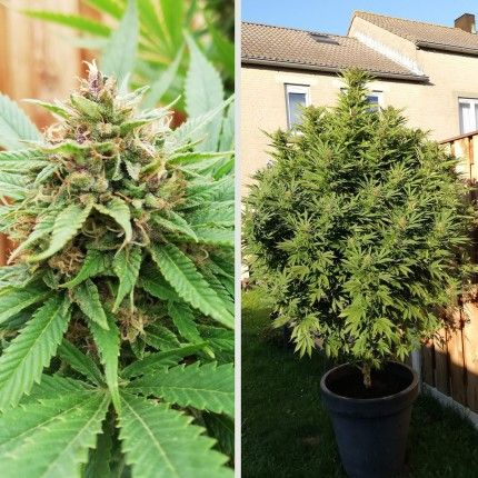 Durban Poison® image 2