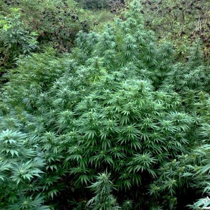 Durban Poison® image 3