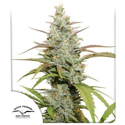 Mokum's Tulip®