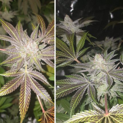 Orange Bud® image 5