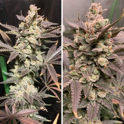 Skywalker Haze® image 2