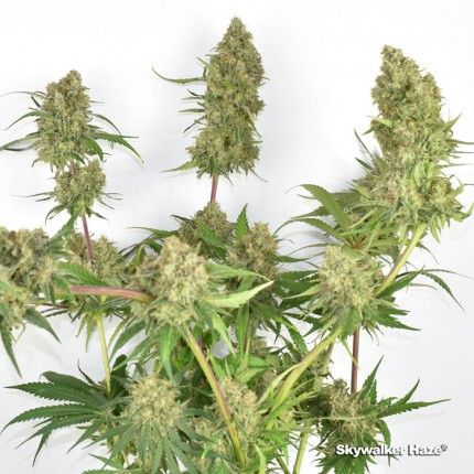 Skywalker Haze® image 5