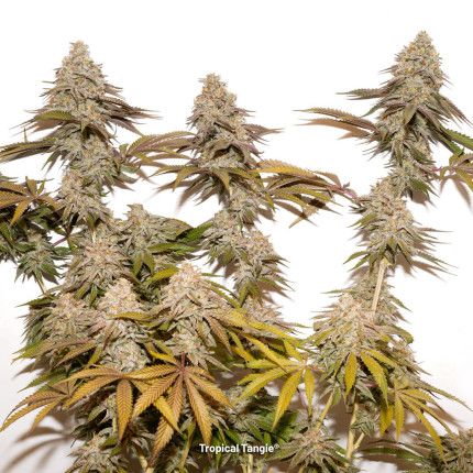 Tropical Tangie® image 2