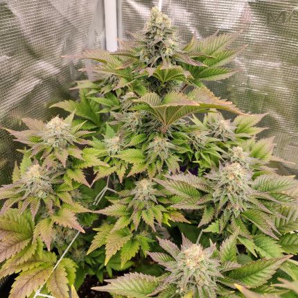 Tropical Tangie® image 3