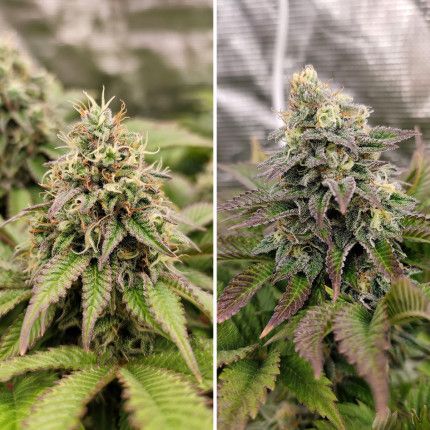 Tropical Tangie® image 4