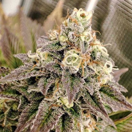 Tropical Tangie® image 5