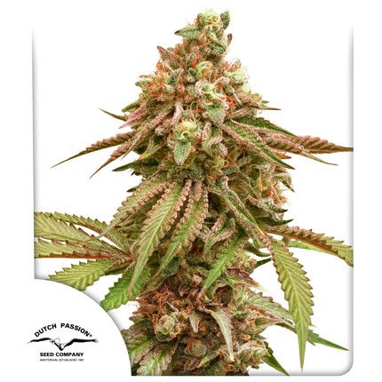 Tropical Tangie®